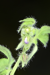 Nemophila breviflora