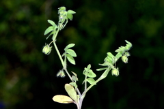 Nemophila breviflora