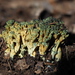 Green-staining Coral Mushroom - Photo (c) Lorraine Phelan, some rights reserved (CC BY-NC), uploaded by Lorraine Phelan