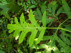 Pentagonia lobata
