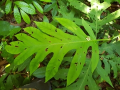 Pentagonia lobata