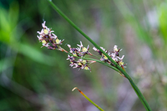 Juncus arcticus