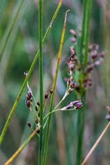 Juncus arcticus