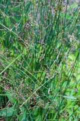 Juncus arcticus