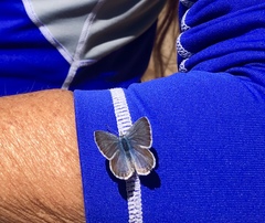 Cupido amyntula