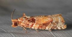 Argyrotaenia kimballi