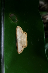 Drapetodes mitaria