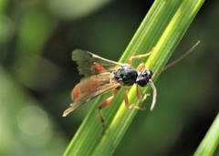 Ctenopelmatinae