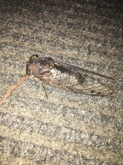 Megatibicen resonans