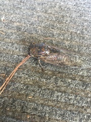 Megatibicen resonans