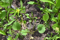 Ranunculus inamoenus