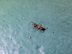 Camponotus snellingi