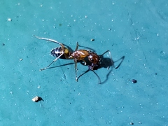 Camponotus snellingi