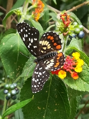 Chlosyne melitaeoides