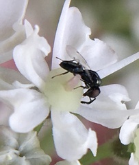 Macroglenes