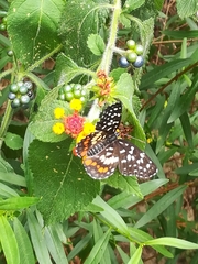 Chlosyne melitaeoides