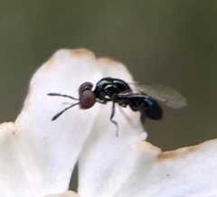 Macroglenes
