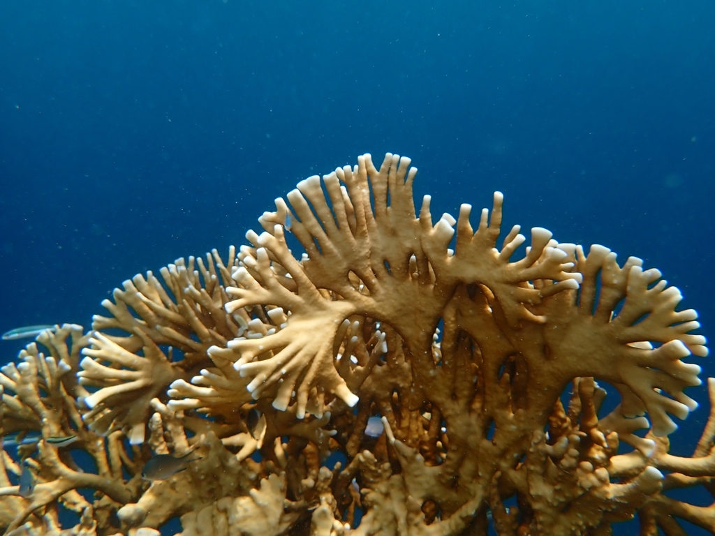 Millepora tenera from Federated States of Micronesia on June 17, 2020 ...