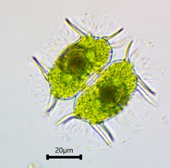 Xanthidium antilopaeum