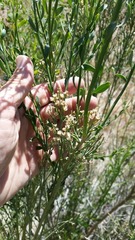 Baccharis sergiloides
