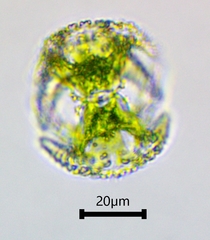 Staurastrum cerastes
