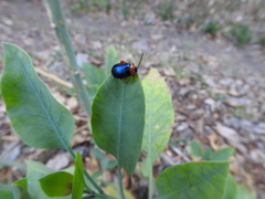 Asphaera abdominalis