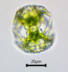 Staurastrum cerastes