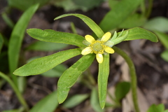 Ranunculus inamoenus