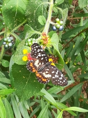Chlosyne melitaeoides