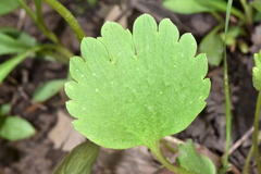 Ranunculus inamoenus