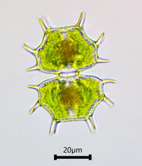 Xanthidium cristatum