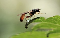 Ctenopelmatinae
