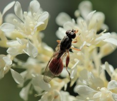 Ctenopelmatinae