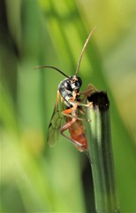 Ctenopelmatinae