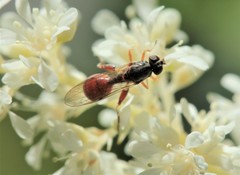 Ctenopelmatinae