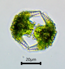 Staurastrum cerastes