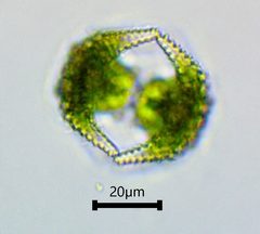 Staurastrum cerastes