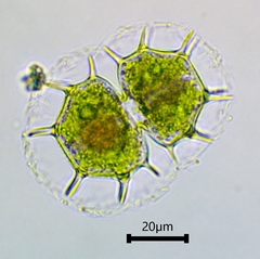 Xanthidium cristatum