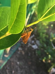 Choranthus vitellius