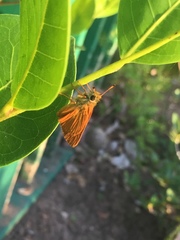 Choranthus vitellius