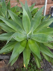 Agave mitis