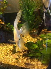 Pterophyllum scalare