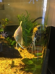 Pterophyllum scalare