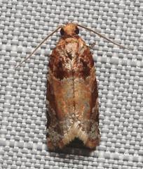 Argyrotaenia kimballi
