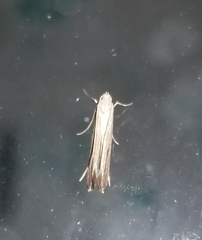 Polyhymno luteostrigella