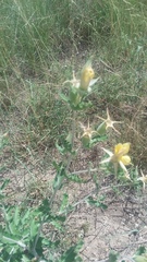 Mentzelia reverchonii