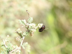 Copestylum mexicanum