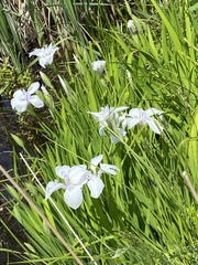 Irideae