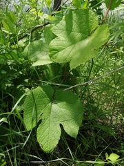 Vitis amurensis
