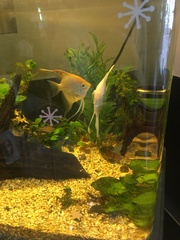 Pterophyllum scalare